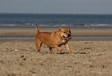STAFFIE 248
